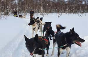 Obraz nr 3 z atrakcji Narvik: Jazda psim zaprzęgiem z Husky Isogaisa w Narwik, przesłany przez organizatora