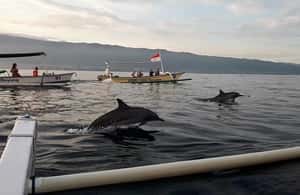image n.4 of Bali dolphin, swim & snorkeling in Lovina Bali activity in Lovina, uploaded by supplier