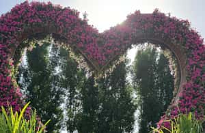 image n.4 of Dubai: Miracle Garden Ticket With Transfer activity in Dubai, uploaded by supplier