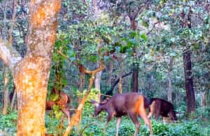 image n.4 of From Chitwan : Jeep Safari,Canoeing,Forest walk Day Tour activity in Pashchimanchal, Western Region, uploaded by supplier