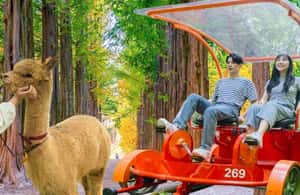 imagen n.º 3 de Seúl: Excursión de un día a Gangwon-do con el Mundo de la Alpaca y la Isla de Nami actividad en Gapyeong-gun, subida por el proveedor