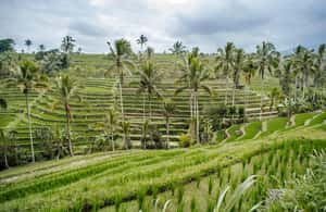 image n.4 of Bali: Tanah Lot UNESCO World Heritage Sites Full-Day Tour activity in Bali, uploaded by supplier