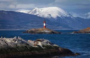 imagem n.4 de Ushuaia: Passeio de barco pelo Canal de Beagle e experiência com pinguins atividade em Terra do Fogo, carregada pelo fornecedor
