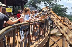 image n.4 of Visit to the Giraffe Centre activity in Nairobi, uploaded by supplier