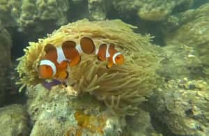 image n.4 of Bintan Snorkeling activity in Riau Islands, uploaded by supplier