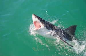 image n.4 of 2-Day Garden Route Bungee Jump, Zipline & Shark Diving Tour activity in Eastern Cape, uploaded by supplier