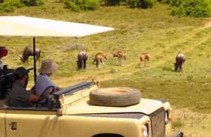 image n.3 of Port Elizabeth:2-Day Schotia Safaris & Addo Wildlife Reserve activity in Eastern Cape, uploaded by supplier