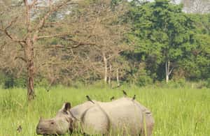 imagen n.º 3 de Elegancia en Chitwan: Una Experiencia de Lujo de 3 Días en la Naturaleza actividad en Pashchimanchal, Nepal, subida por el proveedor