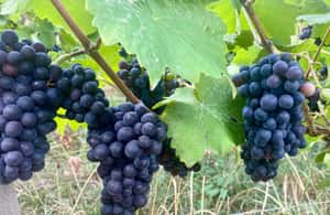 imatge núm.3 de l'activitat de Champagne privat AYALA des de 1860, Moet Chandon de París a Epernay, penjada pel proveïdor