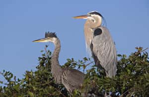 bild nr.4 av Cocoa Beach: Thousand Islands Banana River Boat Cruise aktivitet i Florida, uppladdad av arrangören