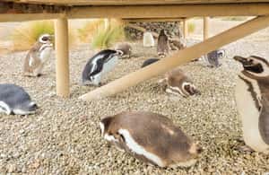 Bild Nr. 3 von Puerto Madryn: Punta Tombo Wandern unter Pinguinen erleben Aktivität in Chubut Provinz, hochgeladen vom Anbieter