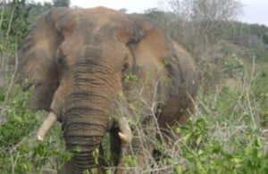 imaginea n.3 a activității De la mombasa: Shimba Hills Rezervația Națională Safari de zi în Provincia Coastei, încărcată de organizator