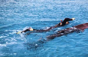 изображение № 3 от Бали/Ловина: Делфин с шнорхел, плуване и водопад за дейност из Бали, качено от доставчика