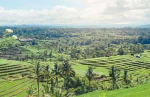 image n.3 of Tanah Lot-Nung Nung Waterfall-Jatiluwih and Bedugul activity in Tabanan, uploaded by supplier