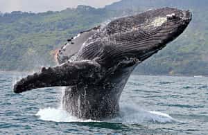 image n.3 of Uvita: Marino Ballena National Park Whale-Watching Tour activity in Jaco, uploaded by supplier