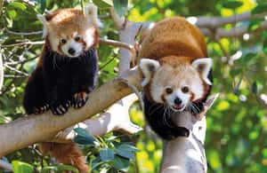 image n.4 of From Gran Canaria: Day Trip to Loro Parque Tenerife activity in Puerto de la Cruz, uploaded by supplier