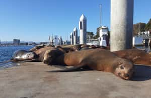 billede nr.4 af aktiviteten Los Angeles: Solnedgangsejlads i Santa Monica, uploadet af udbyder