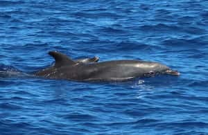 image n.3 of Kealakekua Bay: Snorkel and Coastal Adventure with Lunch activity in Honaunau-Napoopoo, uploaded by supplier