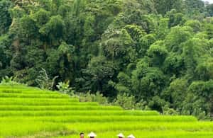 obrázok č. 4 aktivity Chiang Mai: Doi Inthanon Park Hiking & Elephants Sanctuary v destinácii Čiang Mai, obrázok nahral dodávateľ