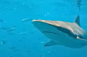 image n.4 of Cape Town: Gansbaai Eco-Friendly Shark Cage Diving Cruise activity in Cape Town, uploaded by supplier