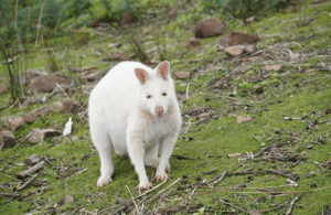 image n.3 of Signature Bruny Island Tour - Hobart & SE Tasmania activity in Tasmania, uploaded by supplier