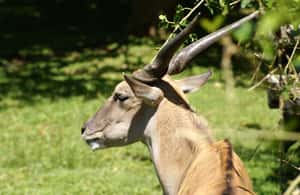 imagen n.º 3 de Buenos Aires: Bioparque Temaiken con Traslados actividad en Buenos Aires, subida por el proveedor