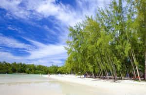 bild nr.4 av Mauritius: Katamarankryssning till Ile Aux Cerfs med BBQ-lunch aktivitet i Mauritius, uppladdad av arrangören