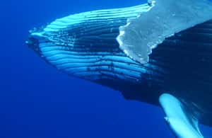 image n.3 of Tahiti island: Whale watching Experience activity in Puna'auia, uploaded by supplier