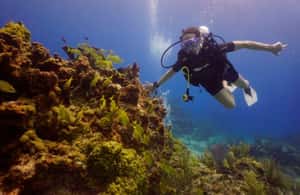 slika št. 4 aktivnosti Iz Cancuna: potapljaška izkušnja Chikin Ha Cenote na destinaciji Quintana Roo, naložil dobavitelj