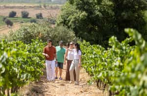 รูปภาพที่ 3 จาก บาร์เซโลนา: Cavas Hill - ทัวร์โรงไวน์และชิมชีส กิจกรรมใน คาตาลัน อัปโหลดโดยซัพพลายเออร์