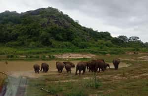 image n.4 of From Dambulla/Sigiriya/: Minneriya National Park 4hr safari activity in Anuradhapura, uploaded by supplier