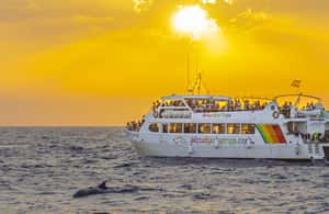 bild nr.3 av Port d'Alcudia: Soluppgång till havs och båttur med delfinskådning aktivitet i Port d'Alcúdia, uppladdad av arrangören