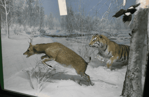 image n.3 of Milan: Natural History Museum Entry Ticket & Audio Guide activity in Milan, uploaded by supplier