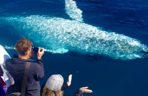 image n.3 of Noosa; Noosa Thriller Whale Watching activity in Noosaville, uploaded by supplier