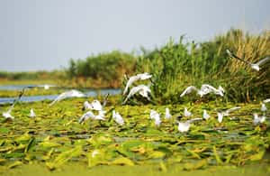 image n.4 of From Bucharest: Day Trip to Danube Delta activity in Tulcea County, uploaded by supplier