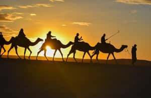 From Marrakesh: Agafay Desert Sunset, Camel Ride, and Dinner