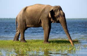 image n.4 of Ella: Shuttle to Tangalle/Mirissa/Galle w Udawalawe Safari activity in Eastern Province, Sri Lanka, uploaded by supplier