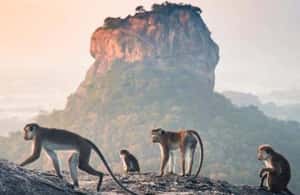 image n.3 of Sunrise or Sunset Tour to Pidurangala Rock with Scenic Views activity in Sigiriya, uploaded by supplier