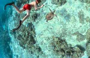 image n.4 of Gili Islands: Private or Shared Snorkeling Boat Trip activity in West Nusa Tenggara, uploaded by supplier