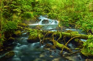image n.4 of Plitvice Lakes: Guided Walking Tour with Train and Boat Ride activity in Zagreb County, uploaded by supplier