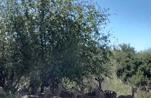imagem n.4 de Parque Nacional Kruger: Excursão de 4 dias para o melhor safari atividade em Pilgrim's Rest, África do Sul, carregada pelo fornecedor