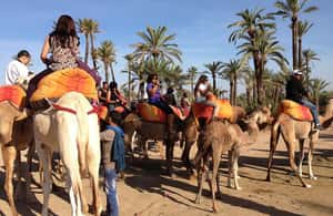 imagen n.º 3 de Alrededores de Marrakech: Paseo en camello por palmerales con té incluido actividad en Marrakech, subida por el proveedor