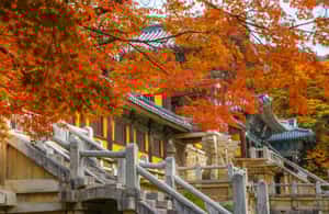 Image N°3 de Au départ de Busan : visite guidée d'une journée à Gyeongju, patrimoine mondial de l'UNESCO activité à Gyeongju, publiée par le prestataire