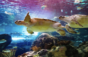 imagen n.º 4 de Toronto Ripley's Aquarium of Canada Ticket de entrada actividad en Toronto, subida por el proveedor