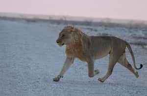 afbeelding n.4 van Vanuit Windhoek: 3-daagse Etosha met verblijf in een lodge activiteit in Okaukuejo, geüpload door aanbieder