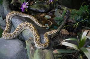 image n.4 of The Green Planet - Dubai's Unique Indoor Rainforest activity in Dubai, uploaded by supplier