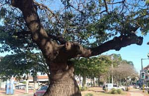imagem n.3 de Excursão a pé pelo mercado de rua local atividade em Santa Cruz, carregada pelo fornecedor
