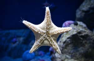 bild nr.4 av Orlando: Kombibiljett till Madame Tussauds och SEA LIFE Aquarium aktivitet i Orlando, uppladdad av arrangören