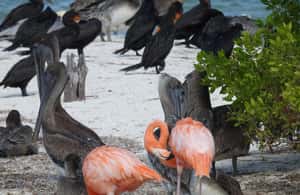 image n.4 of Holbox: Yalahau, Passion Island and Punta Mosquito Boat Tour activity in Quintana Roo, uploaded by supplier