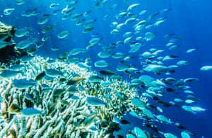 image n.3 of From Bali: 3 Snorkeling Spots Tour to Lembongan and Penida activity in Denpasar, uploaded by supplier